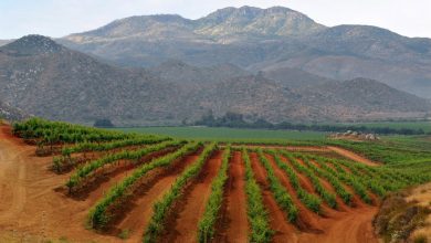 La propuesta artística del reconocido fotógrafo se conforma de una colección especial de imágenes que captan los inigualables paisajes del enigmático Valle de Guadalupe